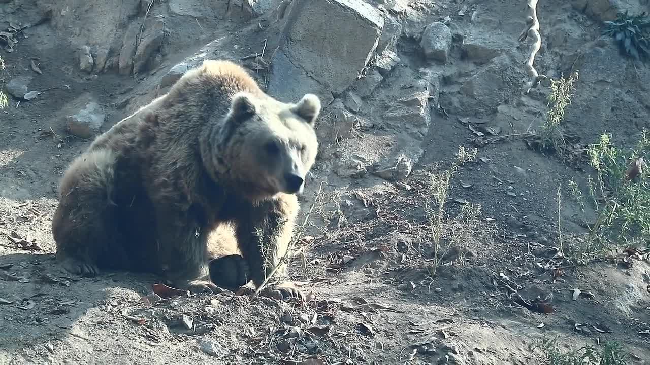 Zoo Animals Nature Bear