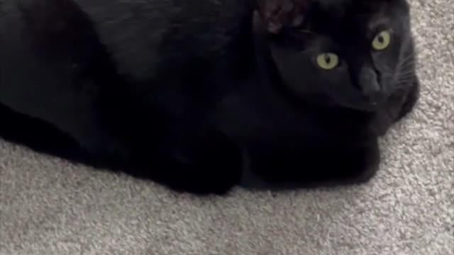 Adopting a Cat from a Shelter Vlog - Precious Piper, My Perfect Little Loaf Kitty #shorts
