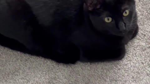 Adopting a Cat from a Shelter Vlog - Precious Piper, My Perfect Little Loaf Kitty #shorts
