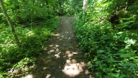 🌴 Elmhurst Forest & Bells Corners Park 🏀