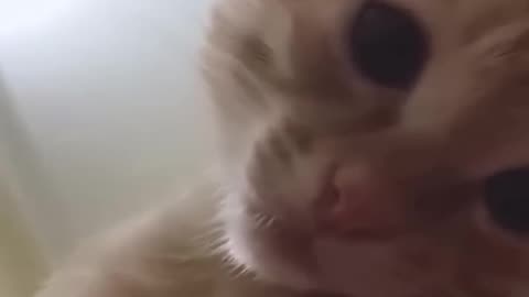 Funniest Videos 2023 😂 Funny Cats 🐱 and Dogs 🐶 Part#3