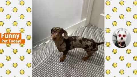 All Time Funniest Animal Videos - Best of Cats and Dogs Vines 2023