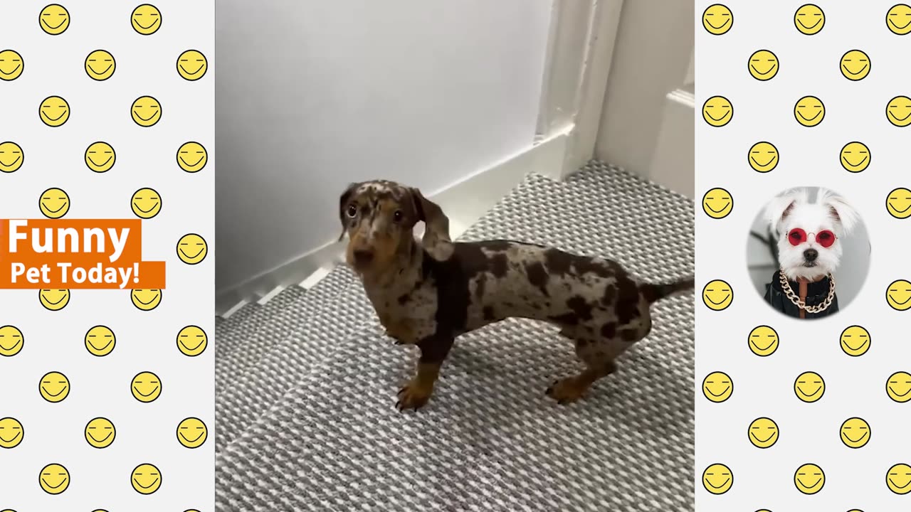 All Time Funniest Animal Videos - Best of Cats and Dogs Vines 2023