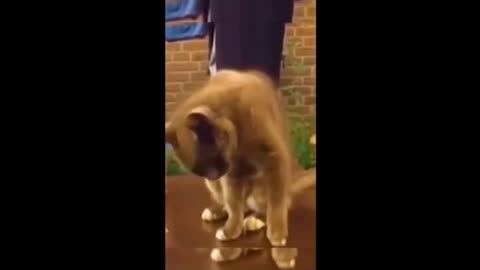 Dogs and Cat funny videos