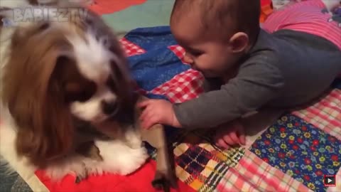 Adorable kids and play with dogs