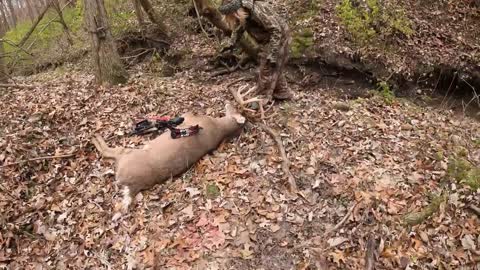 Thanksgiving Harvest, Big Buck Down