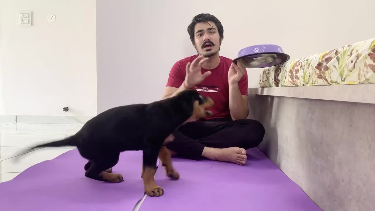 HOW TO TRAIN YOUR PUPPY FOR FOOD DISCIPLINE | 3 MONTHS OLD ROTTWEILER PUPPY TRAINING | DOG TRAINING