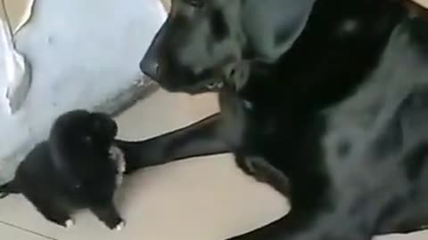 Dog short video