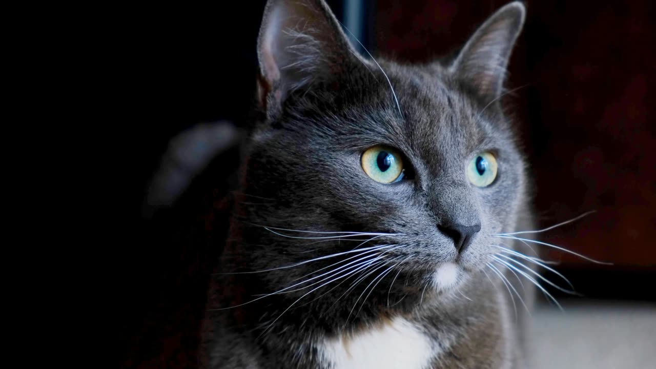 what is the cat