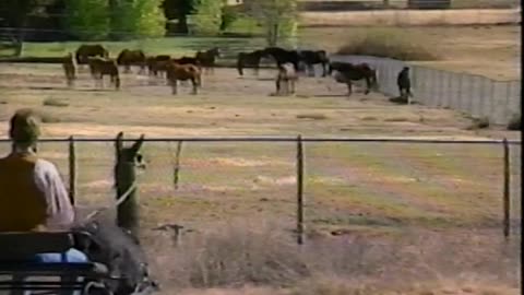 Circa 1988 - Pet Llamas Featured on 'USA Tonight' with Brad Holbrook