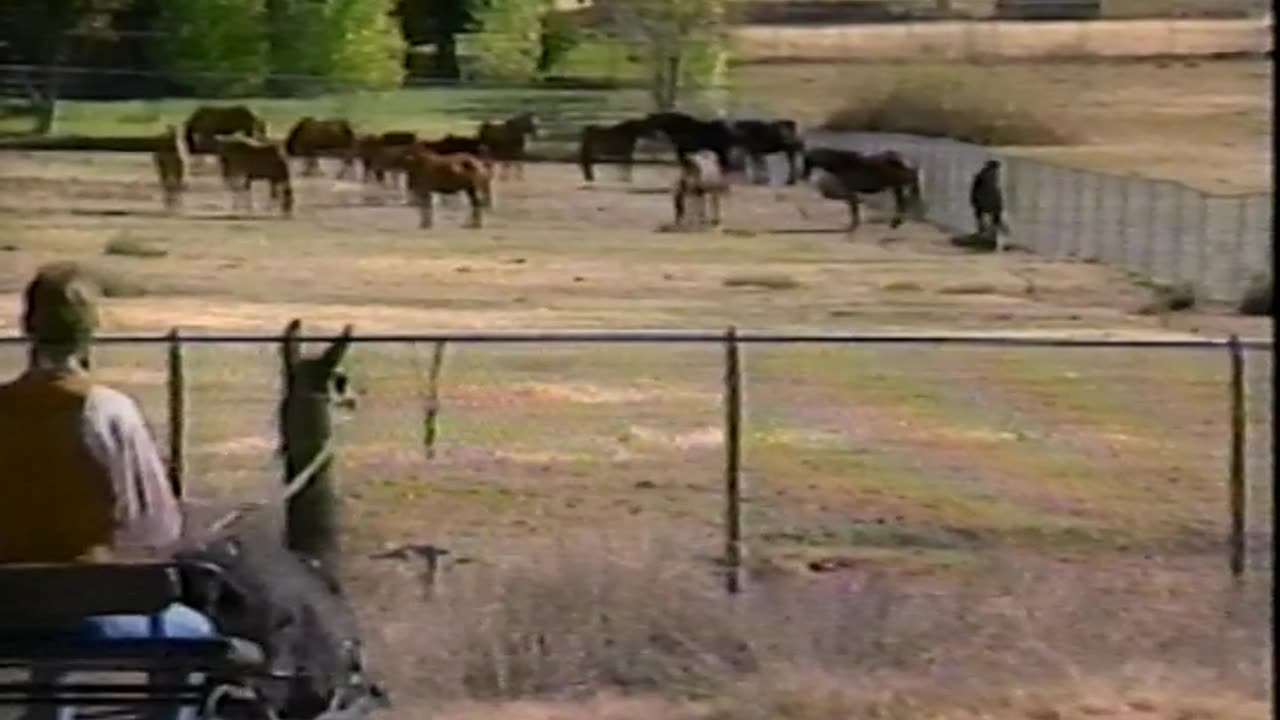 Circa 1988 - Pet Llamas Featured on 'USA Tonight' with Brad Holbrook