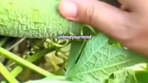 Look what is happening to our food.
