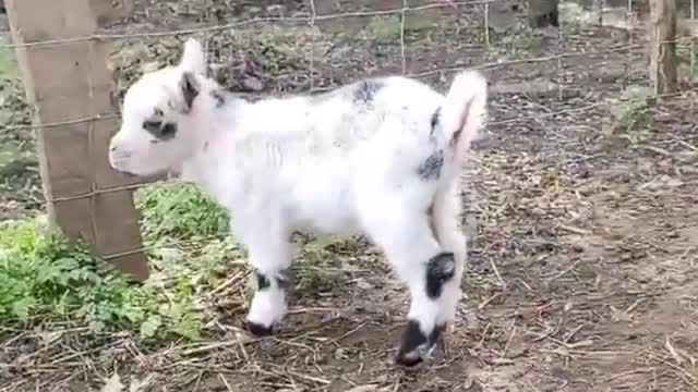 animal funny dancing