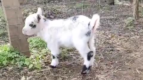 animal funny dancing