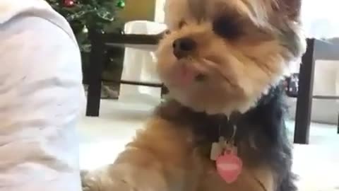 funnyanimals_videos