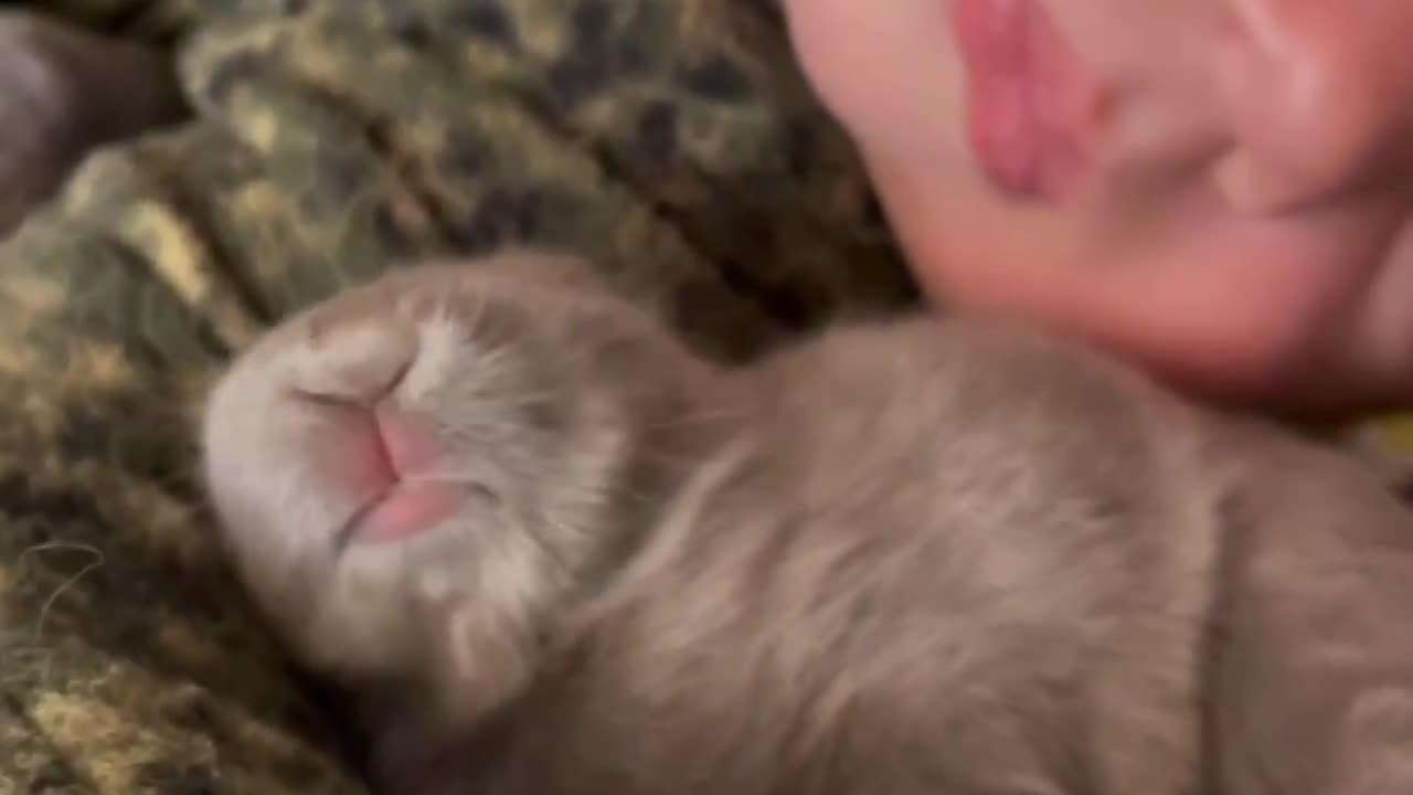 Funny Animals and Child