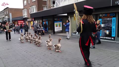 De Ganzenfanfare (The Geese Parade) Geleen Loves