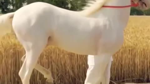 White colour beautiful 😍 Horse 🐎