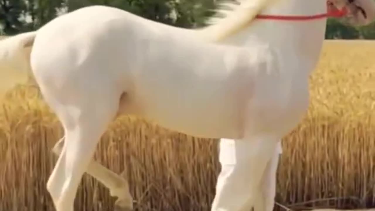 White colour beautiful 😍 Horse 🐎