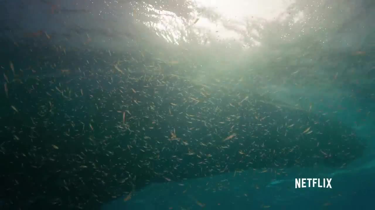 Our Planet _ Humpback Whales _ Clip _ Netflix