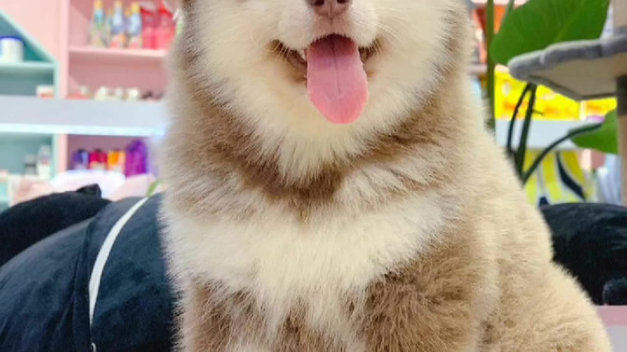 brown husky attitude😈😈status🔥🔥||#shorts #viral #viralvideo