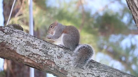 # cute pie 🥰🥰 squirrel 🐿️🐿️🐿️🐿️🐿️#Animla