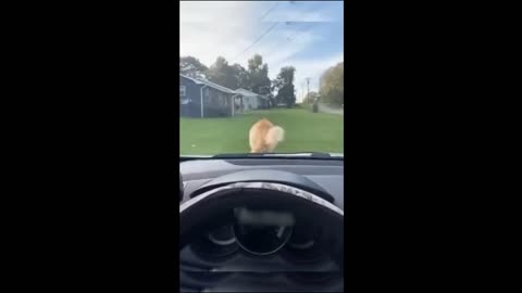 Cat and dogs fun loving videos