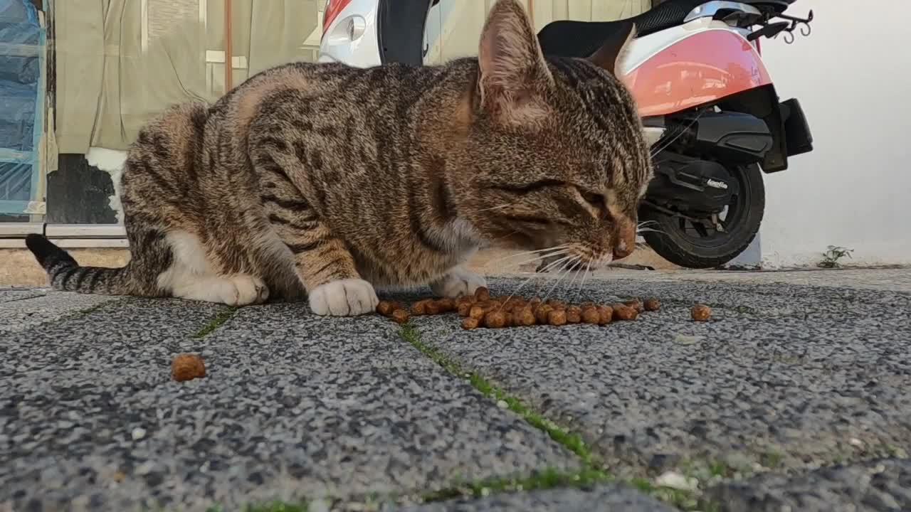 Male cat who has spots on his fur like a leopard began to meow when he saw me