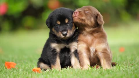 Puppies - Cute Puppies Free Video Footage for Pet Lovers