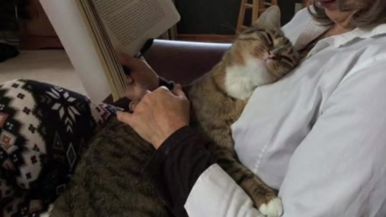 Have the love of a cat is to have the world - Cute ways cats show their love for owner