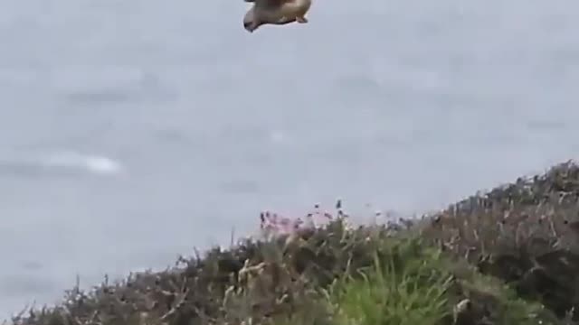 How did the bird do it?