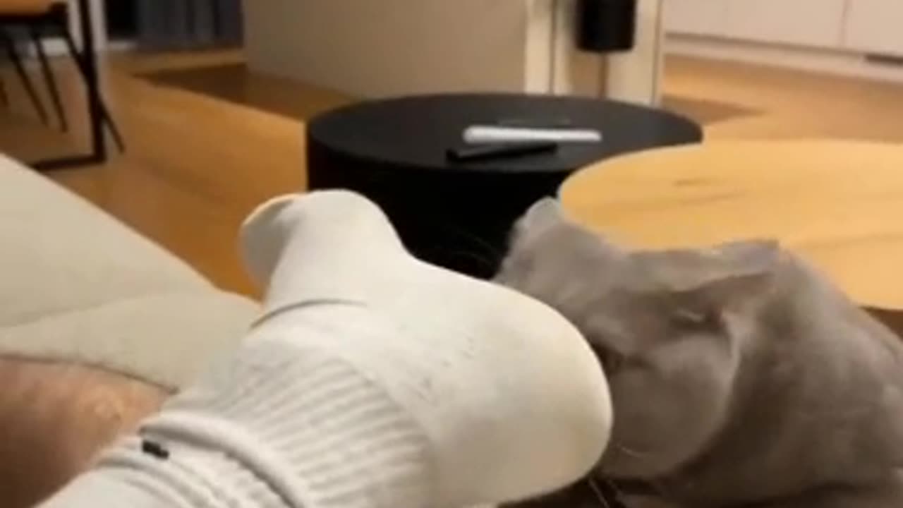 🥴What's wrong with this cat?🥴