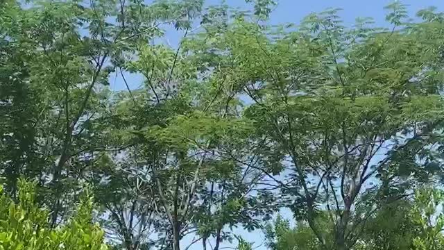 Umbrella-like tree in front of evergreens