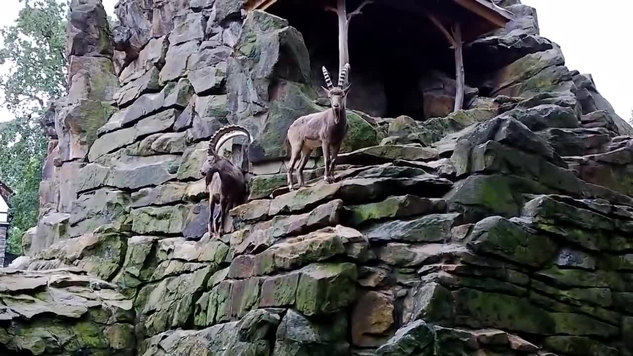 ¡¡¡ Estas CABRAS de montaña Desafían a la MUERTE !!!4