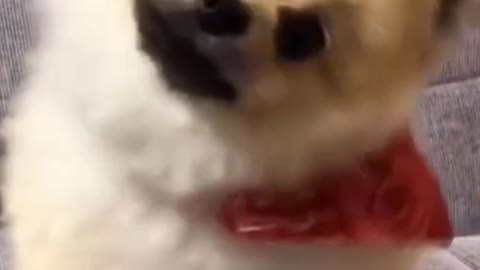 Cutie little dog Vid