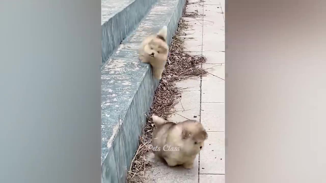 Funniest Animals 2023 π Funny Dogs and Cats Videos πΊπΆ