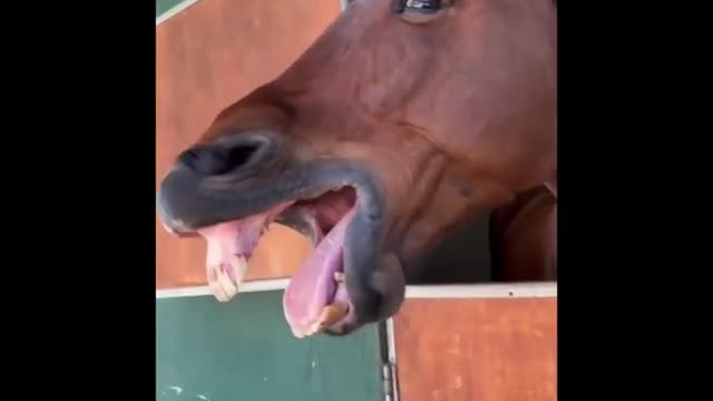 Funny and Cute Horses That Will Change Your Mood For Good