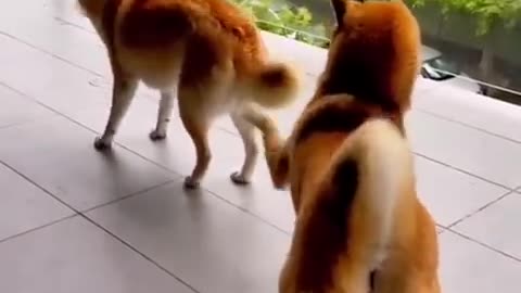 Cute dog funny video