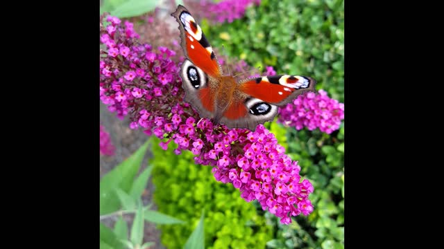 Paon du jour (magnifique papillon)