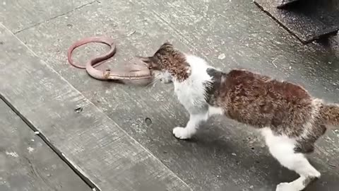 Cat vs snake 🐍🐍🐍🐍 fight