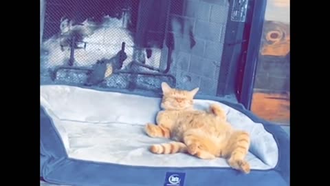 Orange Cat Enjoys Nap in Bed Near Fireplace