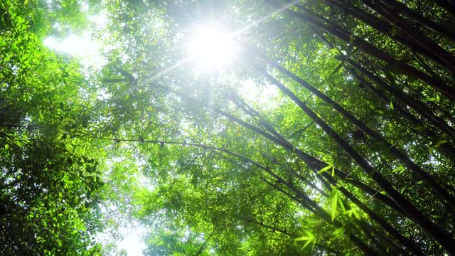 Bamboo Forest in the Morning