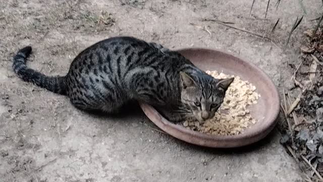 Hungry Cute Cat By Kingdom of Awais