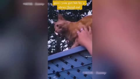 Animal videos 😂🤣