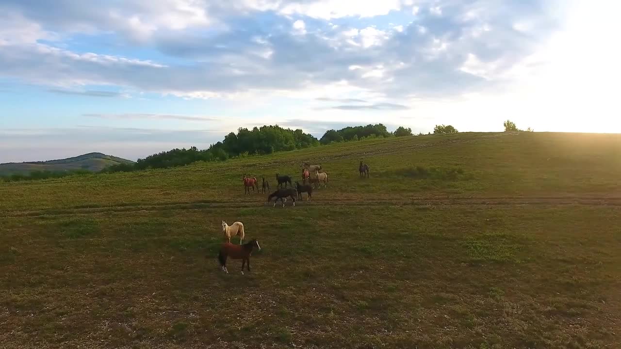 Aerial panorama pictorial hilly landscape and herd of wild horses