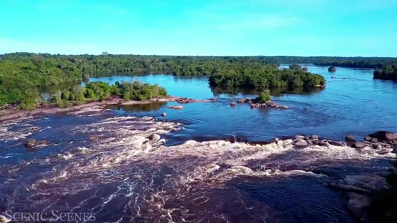 Animals Of The Great Amazon