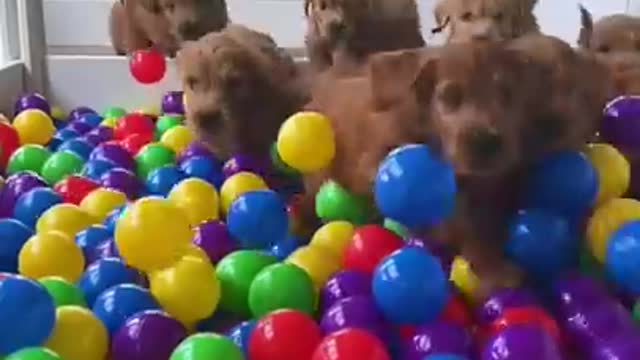 building a puppy ball pit