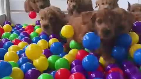 building a puppy ball pit