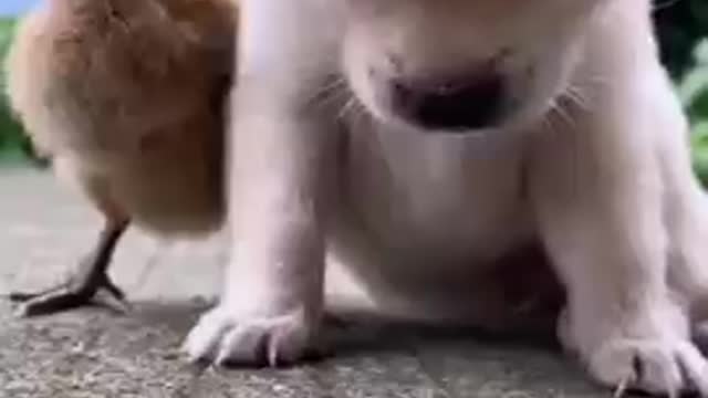 the cute dog fell asleep standing tired