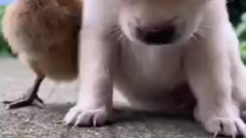 the cute dog fell asleep standing tired